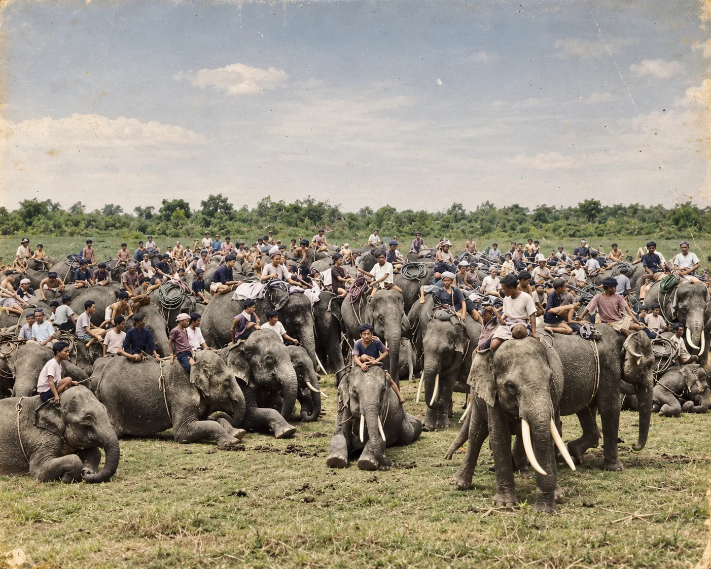 Archive photograph: many elephants and mahouts gathered on an open field at an early Surin elephant round-up